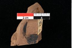 Foto (Detailansicht) von Widdringtonia ungeri Endl. (NHMW-GEO-2024-0188-0126)